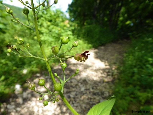Scrophularia nodosa / Knotige Braunwurz  (03.07.2021; Fürstliche Anlagen Inzigkofen)