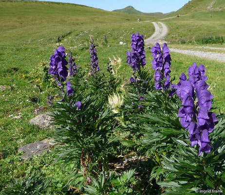 SEHR STARK GIFTIG:  Blauer Eisenhut / Aconitum napellus