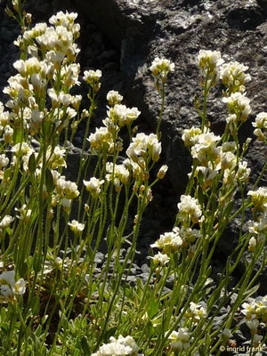 Draba siliquosa / Kärntner Felsenblümchen  (Botanischer Garten Adorf im Vogtland)