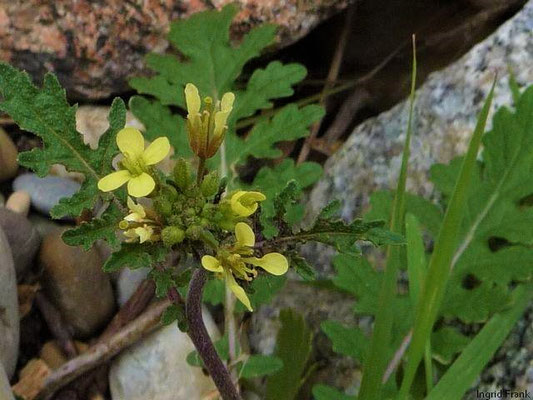 Erucastrum gallicum  - Französische Hundsrauke