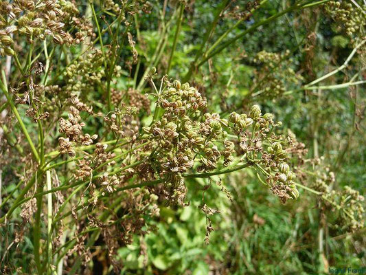 Conium maculatum / Gefleckter Schierling    VI-IX