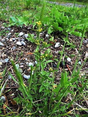 Sisymbrium officinale / Wegrauke  (15.05.2010; Insel Reichenau)
