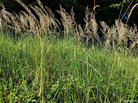 Calamagrostis epigejos / Land-Reitgras, Sand-Reitgras, Sandrohr    VII-VIII