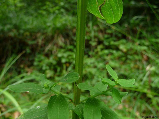 19.07.2011; Altdorfer Wald bei Kickach