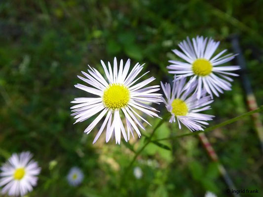 Erigeron annuus / Einjähriges Berufkraut