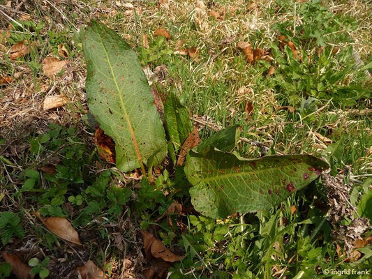 Rumex obtusifolius / Stumpfblättriger Ampfer