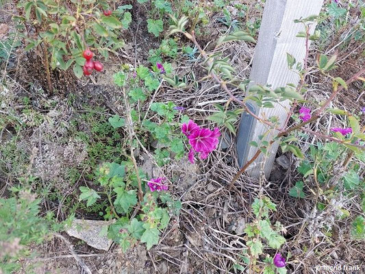 Malva sylvestris / Wilde Malve  