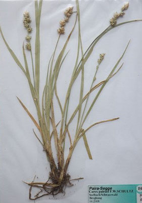 Carex pairae / Paira-Segge    V-VII   (Dr. Wolf von Thun)