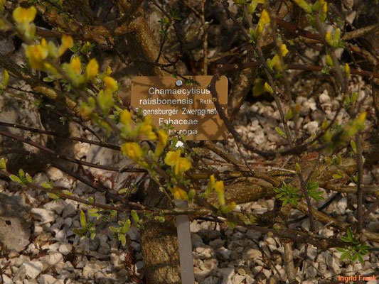 Chamaecytisus ratisbonensis / Regensburger Zwergginster (Botanischer Garten Basel)   VI-VIII