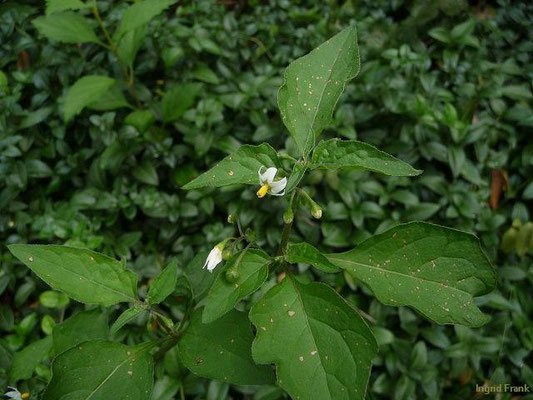 Solanum nigrum / Schwarzer Nachtschatten
