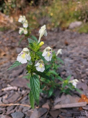 Galeopsis segetum / Saat-Hohlzahn