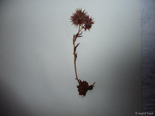 Sempervivum montanum / Berg-Hauswurz