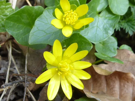 Ficaria verna / Scharbockskraut    III-V