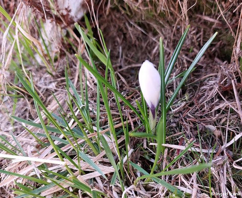 Crocus vernus / Frühlings-Krokus