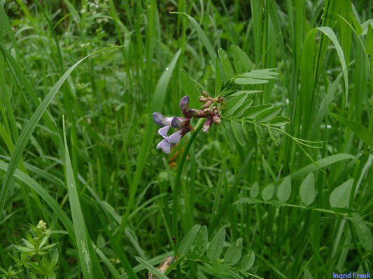 Vicia sepium / Zaun-Wicke