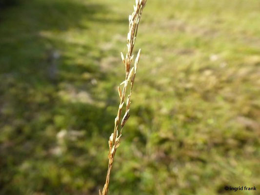 Molinia caerulea - Pfeifengras