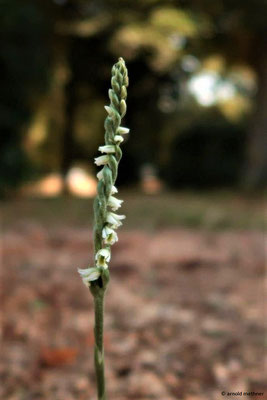 Spiranthes spiralis / Herbst-Wendelorchis (Foto von Arnold Methner)