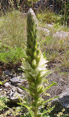 Campanula thyrsoides - Straußblütige Glockenblume  VII-VIII  (25.06.2022; Botanischer Garten der Universität Heidelberg)