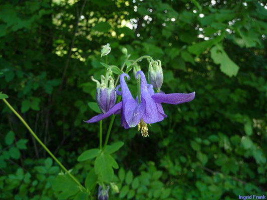 Aquilegia vulgaris / Gewöhnliche Akelei