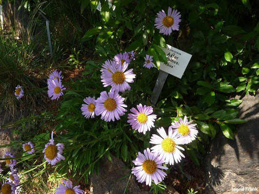 Aster alpinus / Alpen-Aster  (Botanischer Garten Leipzig)