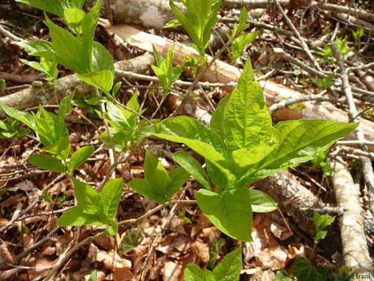 Lonicera alpigena / Alpen-Heckenkirsche