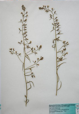 Thesium pyrenaicum / Pyrenäen-Leinblatt    (Herbarium Dr. Wolf von Thun)