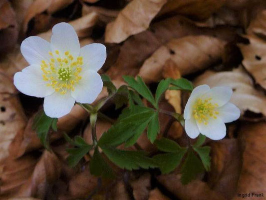 Anemone nemorosa / Busch-Windröschen    III-V