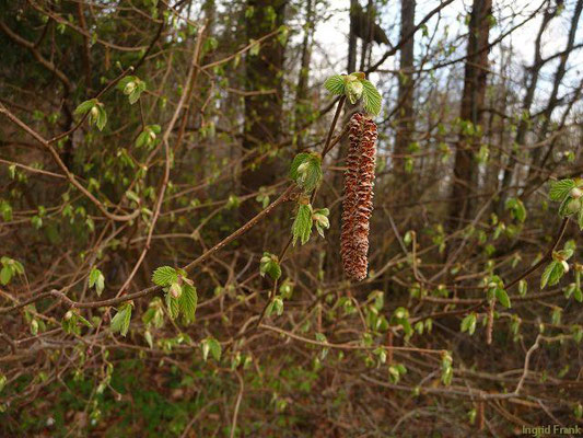 Corylus avellana / Gewöhnliche Hasel