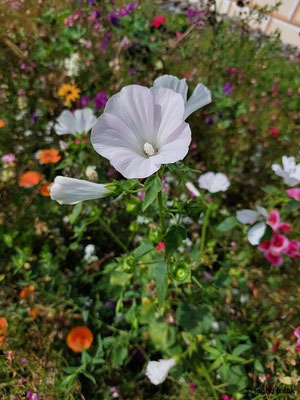 Lavatera trimestris / Dreimonats-Strauchpappel