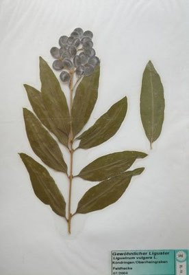Ligustrum vulgare / Gewöhnlicher Liguster  (07/2004; Köndringen, Oberrheingraben) (Herbarium Dr. Wolf v. Thun)  
