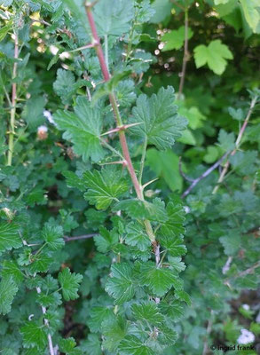 Ribes uva-crispa / Stachelbeere