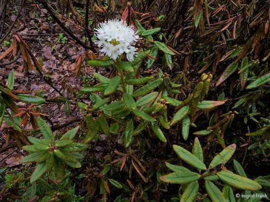 Rhododenron tomentosum / Sumpf-Porst  (03.05.2010; Apothekergarten Leipzig) (in Baden-Württemberg ausgestorben oder verschollen: 0)