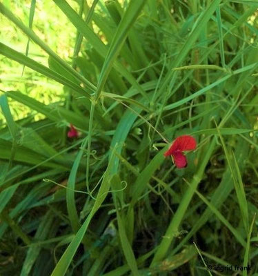 Lathyrus cicera / Kicher-Platterbse