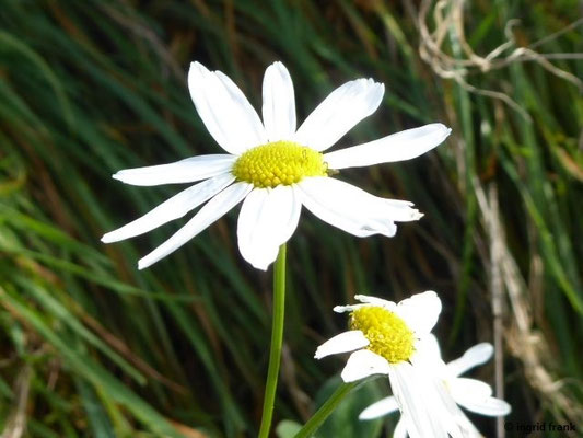 Tripleurospermum inodorum / Falsche Strandkamille    VI-X