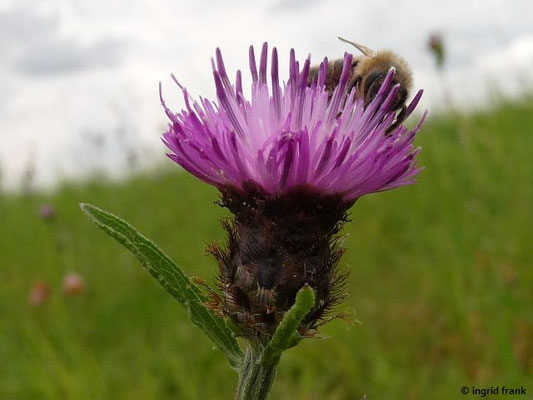 Centaurea nigra / Schwarze Flockenblume    VII-IX