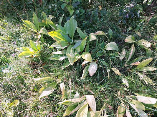 Gentiana lutea / Gelber Enzian    (08.08.2023; Auf dem Beutenlay bei Münsingen)