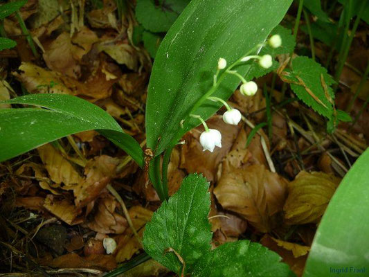 Convallaria majalis (1-38 Arten)