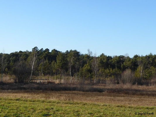 Blick ins Dornacher Ried