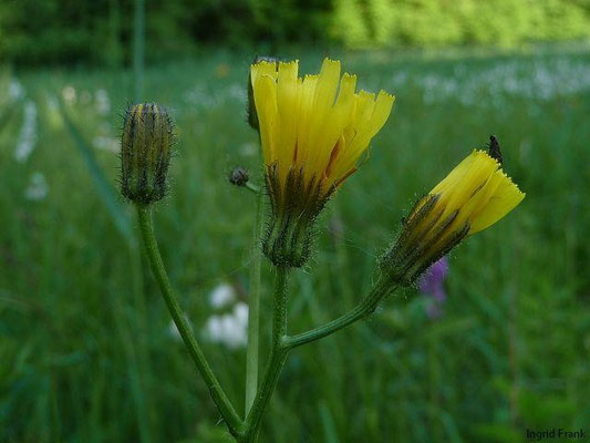 Crepis paludosa - Sumpf-Pippau    