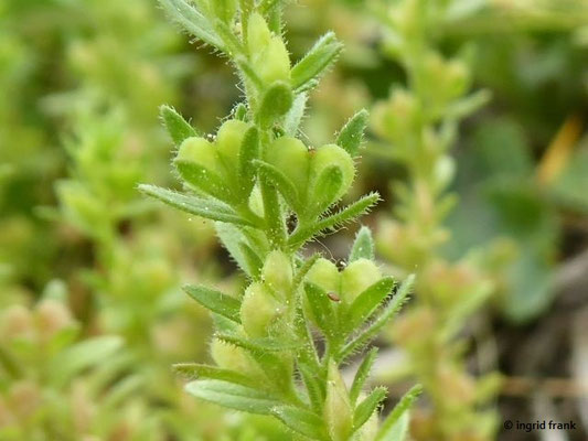 Veronica arvensis / Feld-Ehrenpreis