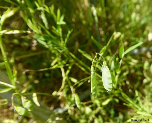 Vicia tetrasperma / Viersamige Wicke    VI-VII (20.06.2022; Botanischer Garten der Universität Konstanz)