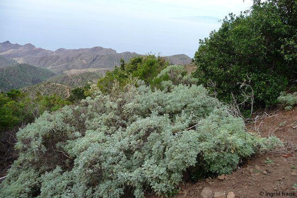 Artemisia canariensis / Kanaren-Beifuß