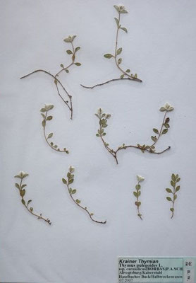 Thymus pulegioides / Quendel   (07/2007; Altvogtsburg)   (Herbarium Dr. Wolf v. Thun)