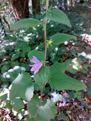 Campanula trachelium / Nesselblättrige Glockenblume   (11.08.2023; Heidelberg, Mittlerer Guckkastenweg)
