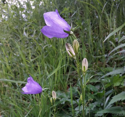 Campanula persicifolia / Pfirsichblättrige Glockenblume