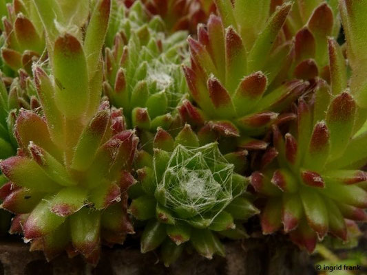Sempervivum arachnoideum / Spinnweben-Hauswurz