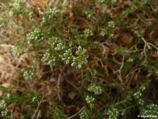 Scleranthus spec. (10 Arten) (08.05.2015; Botanischer Garten Dresden)