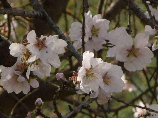 Prunus amygdalus var. amara / Bittermandel