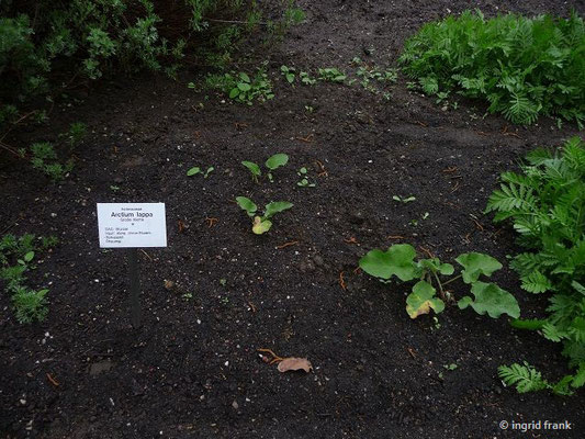 Arctium lappa / Große Klette (Apothekergarten Leipzig)    VII-VIII