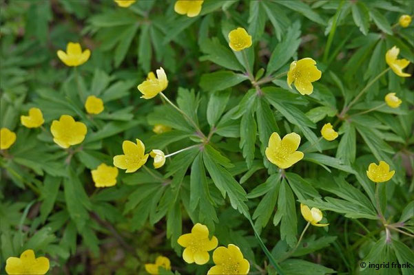 Anemone ranunculoides / Gelbes Windröschen